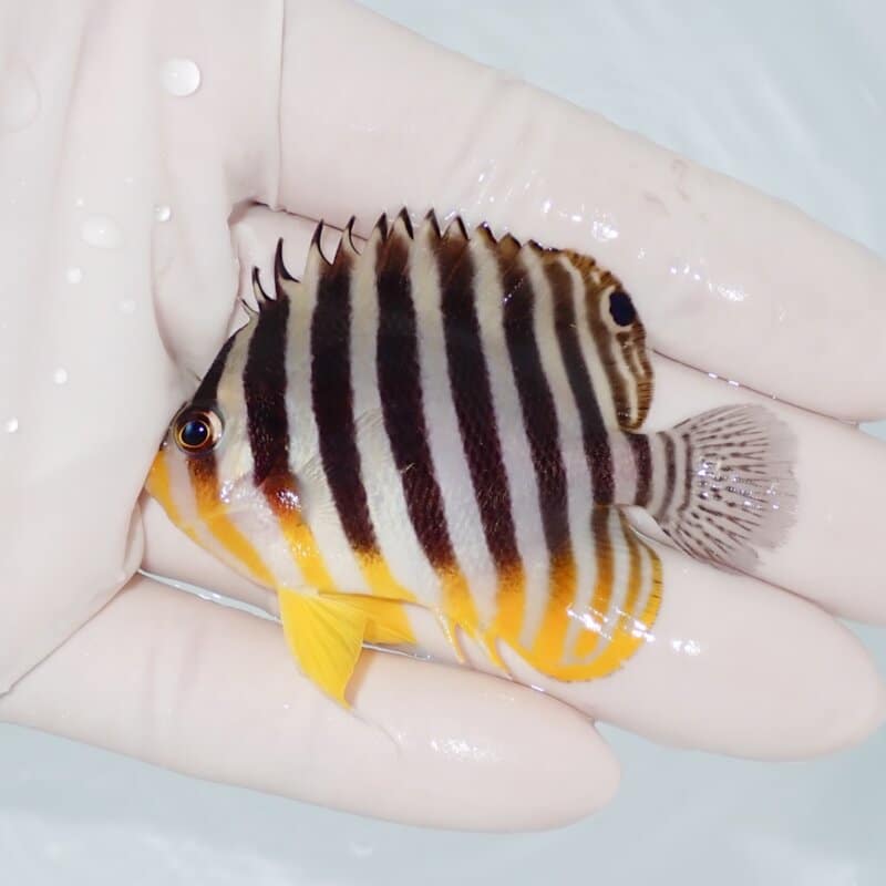 【現物419】シマヤッコ 6cm±! 海水魚 生体 15時までのご注文で当日発送