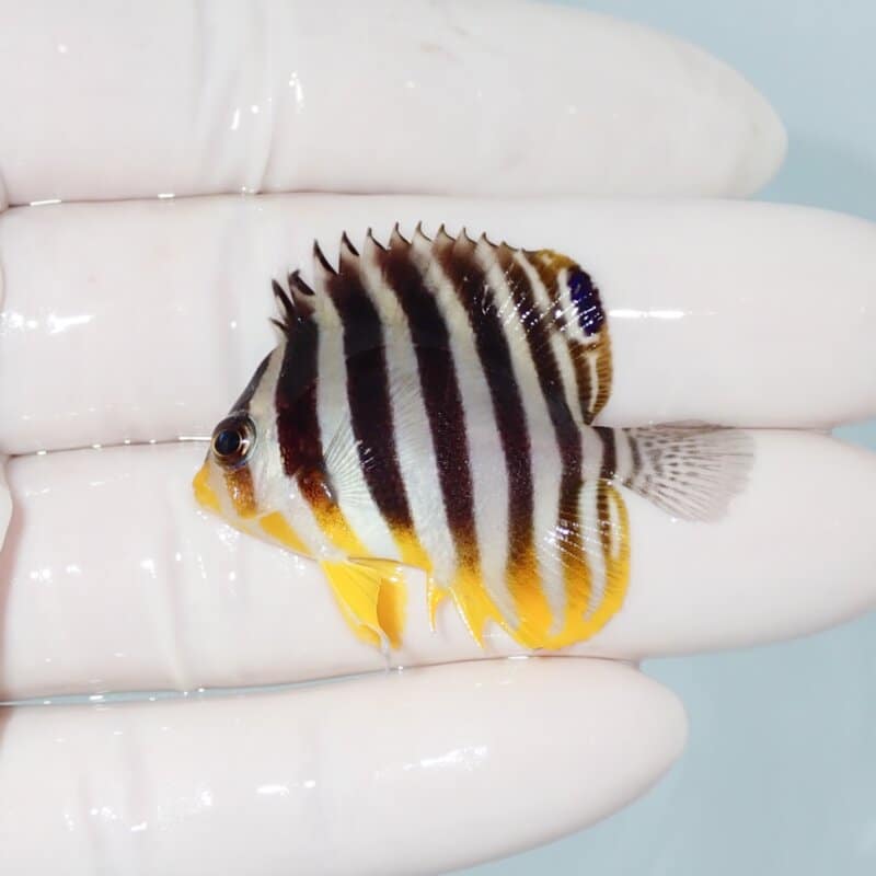 【現物420】シマヤッコ 4.3cm±! 海水魚 生体 15時までのご注文で当日発送