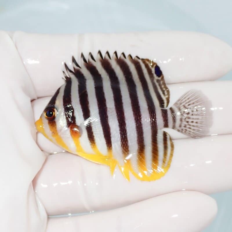 【現物421】シマヤッコ 5.5cm±! 海水魚 生体 15時までのご注文で当日発送
