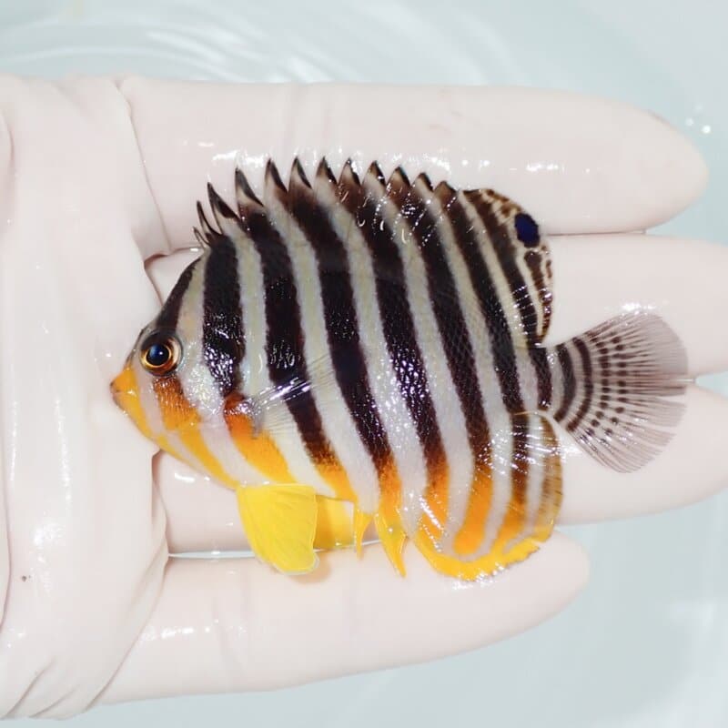 【現物422】シマヤッコ 7cm±! 海水魚 生体 15時までのご注文で当日発送