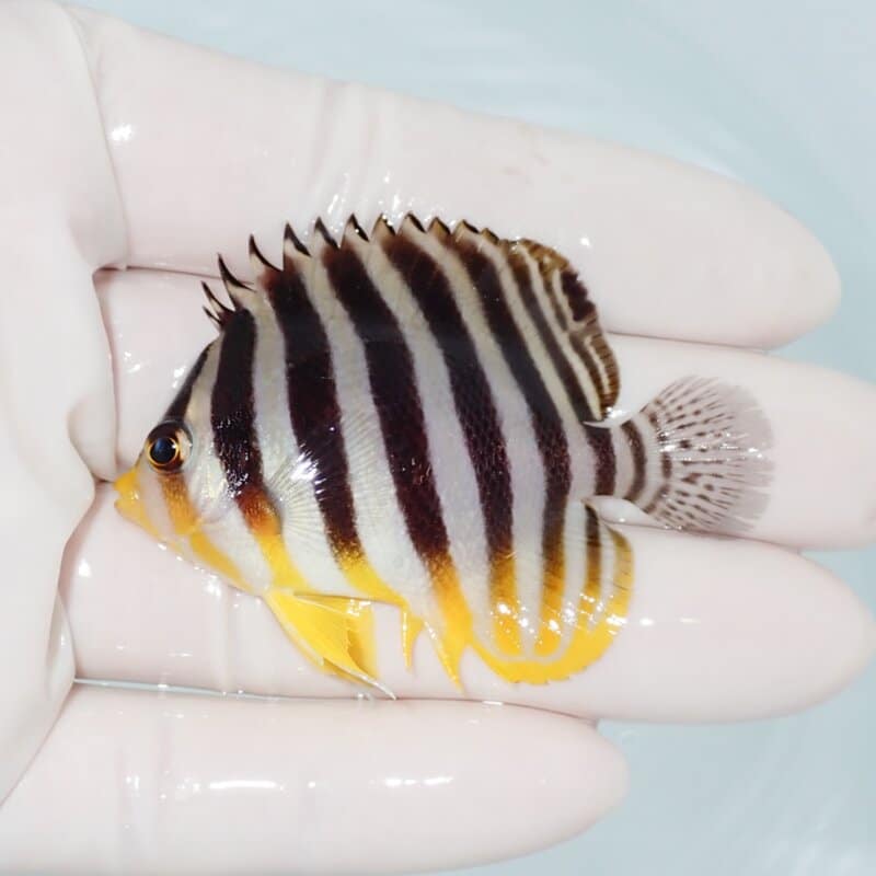 【現物423】シマヤッコ 6cm±! 海水魚 生体 15時までのご注文で当日発送