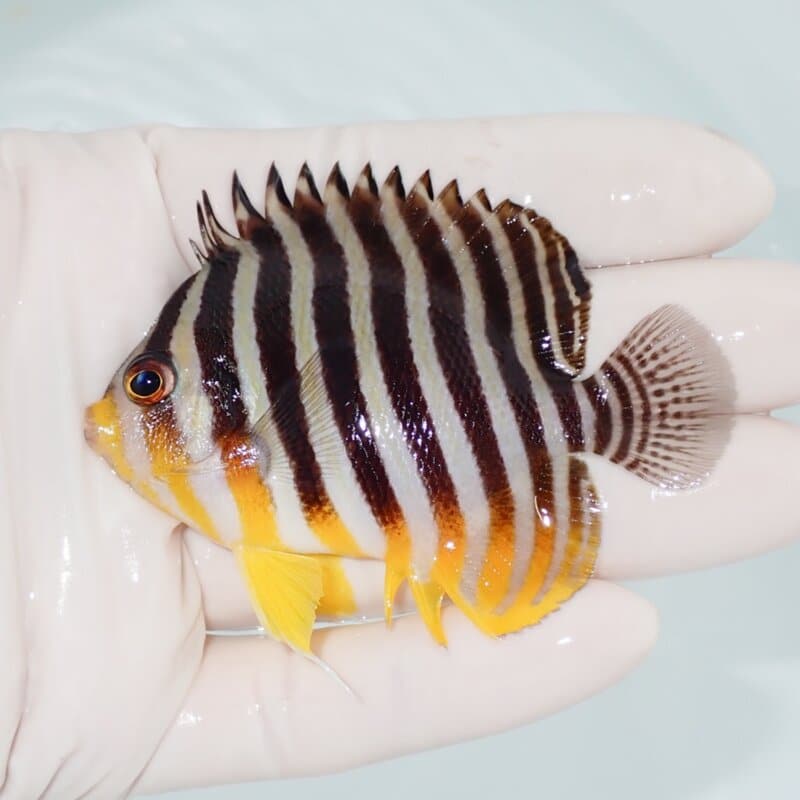 【現物424】シマヤッコ 7.5cm±! 海水魚 生体 15時までのご注文で当日発送
