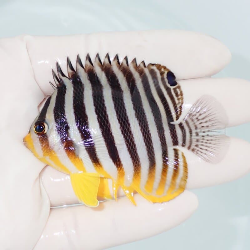【現物425】シマヤッコ 7cm±! 海水魚 生体 15時までのご注文で当日発送
