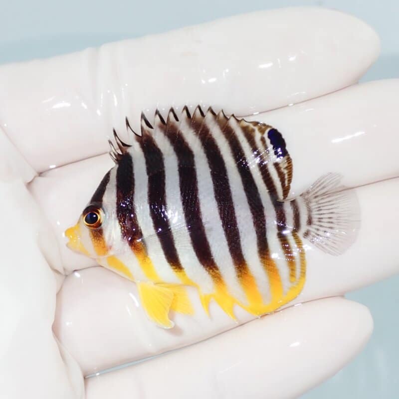 【現物426】シマヤッコ 5cm±! 海水魚 生体 15時までのご注文で当日発送