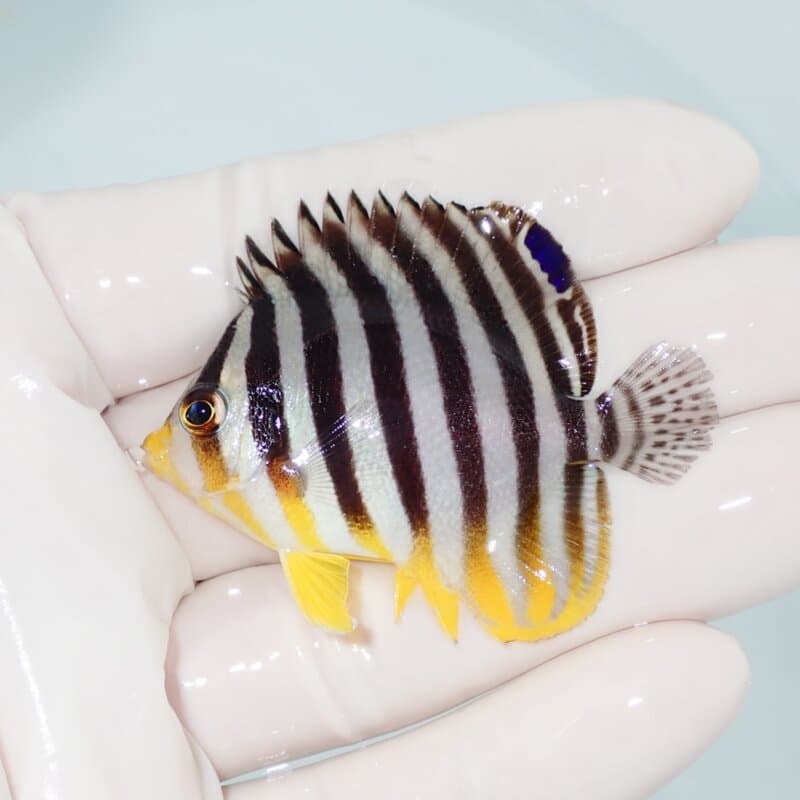 【現物427】シマヤッコ 5.5cm±! 海水魚 生体 15時までのご注文で当日発送