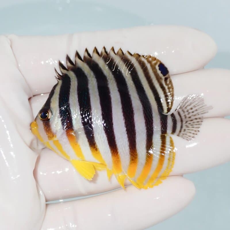 【現物428】シマヤッコ 6cm±! 海水魚 生体 15時までのご注文で当日発送