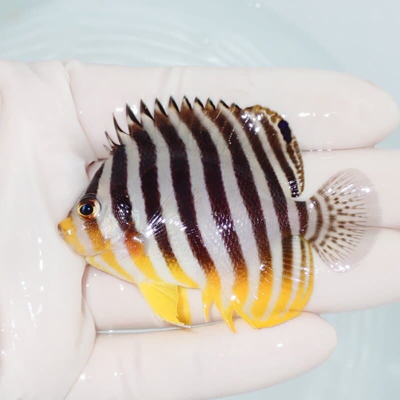 【現物429】シマヤッコ 7cm±! 海水魚 生体 15時までのご注文で当日発送