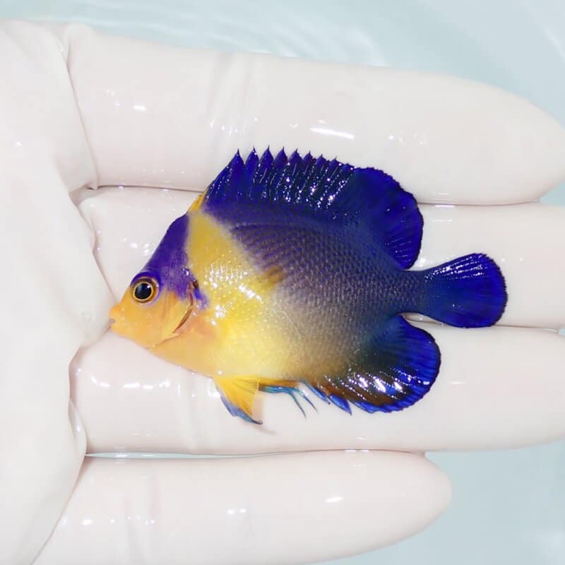 【現物430】スミレヤッコ 5.5cm±! 海水魚 ヤッコ 15時までのご注文で当日発送