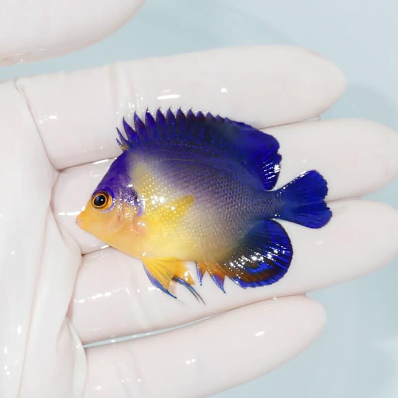 【現物431】スミレヤッコ 5.5cm±! 海水魚 ヤッコ 15時までのご注文で当日発送