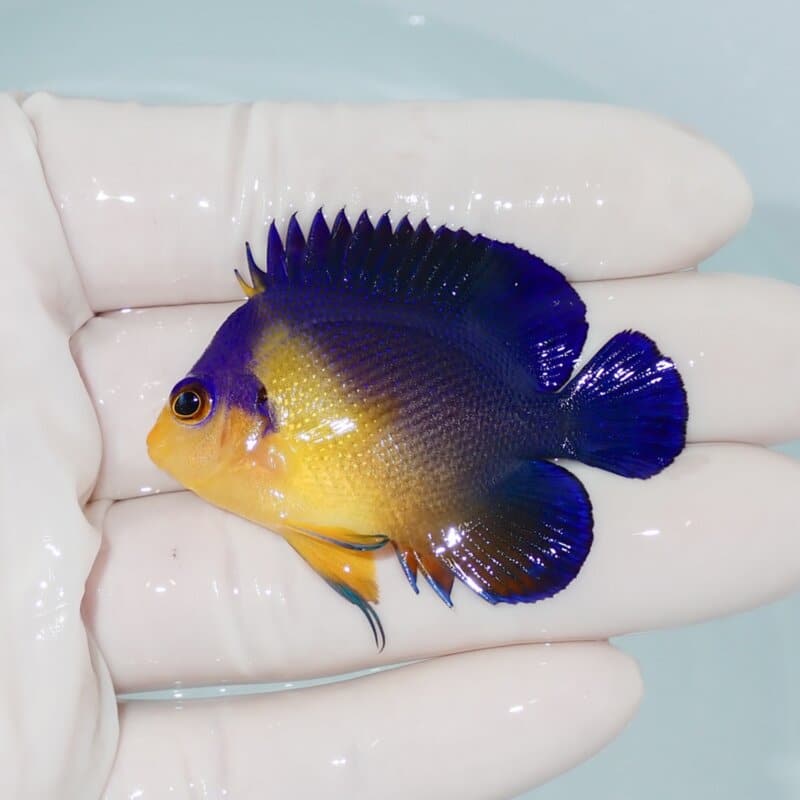 【現物432】スミレヤッコ 5cm±! 海水魚 ヤッコ 15時までのご注文で当日発送