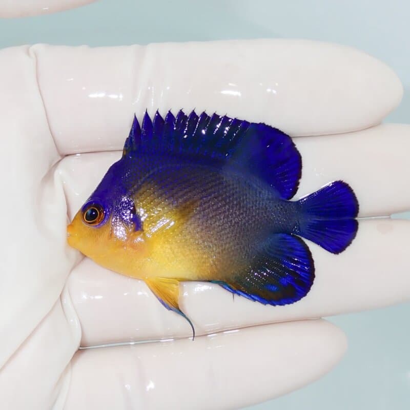 【現物433】スミレヤッコ 5.5cm±! 海水魚 ヤッコ 15時までのご注文で当日発送