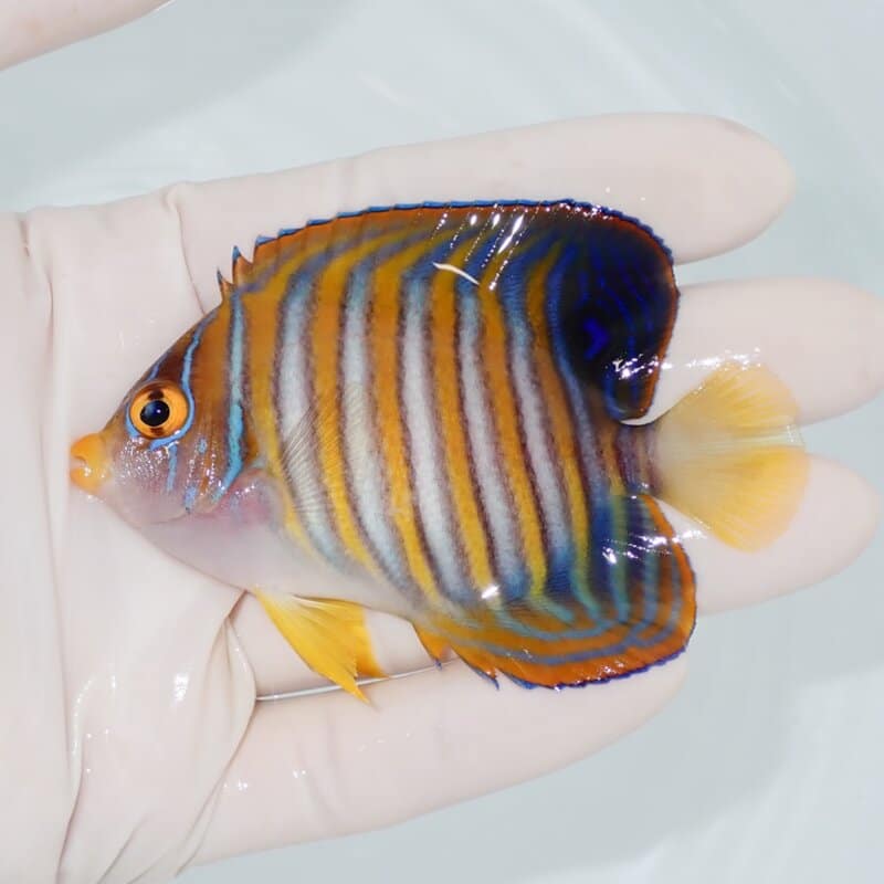 【現物434】ニシキヤッコ 8cm±! 海水魚 ヤッコ 15時までのご注文で当日発送