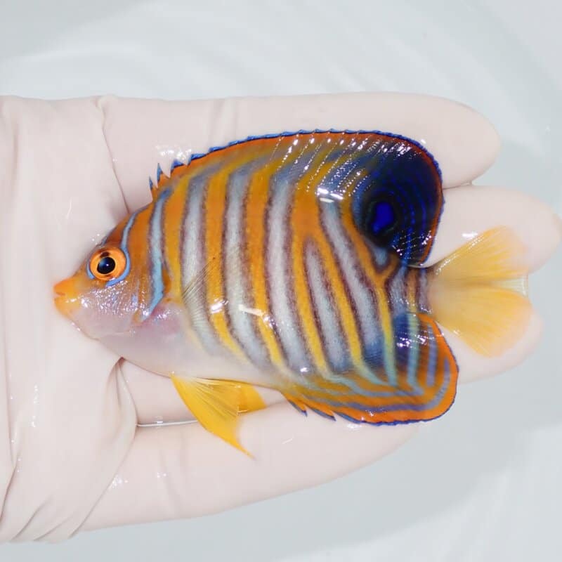 【現物435】ニシキヤッコ 8cm±! 海水魚 ヤッコ 15時までのご注文で当日発送