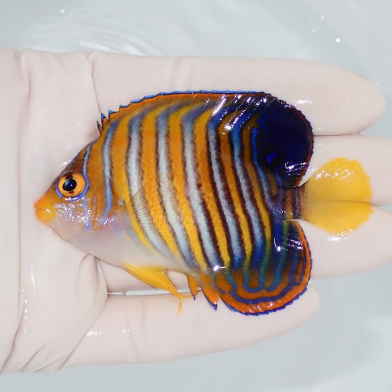 【現物436】ニシキヤッコ 8cm±! 海水魚 ヤッコ 15時までのご注文で当日発送