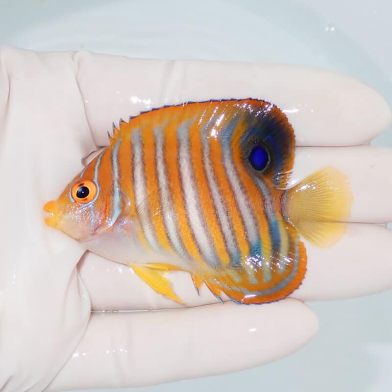 【現物437】ニシキヤッコ 6.5cm±! 海水魚 ヤッコ 15時までのご注文で当日発送
