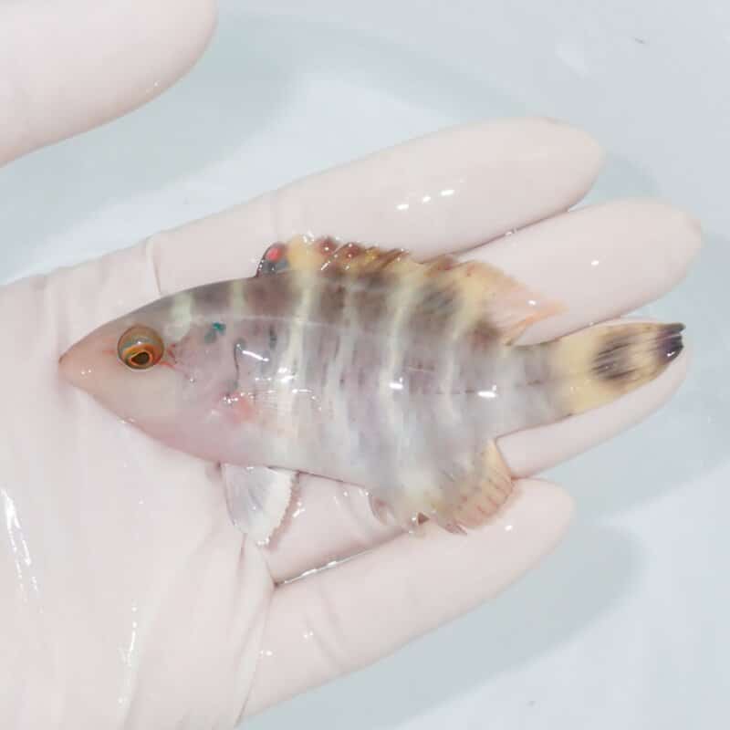 【現物438】ヤシャベラ 9.5cm±! 海水魚 ベラ !15時までのご注文で当日発送