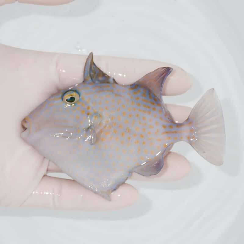 【現物439】イソモンガラ 10.5cm±! 海水魚 ハギ !15時までのご注文で当日発送【ハギ】