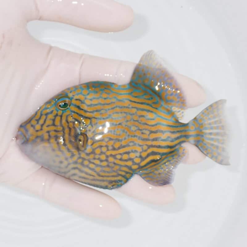 【現物440】イソモンガラ 12cm±! 海水魚 ハギ !15時までのご注文で当日発送【ハギ】