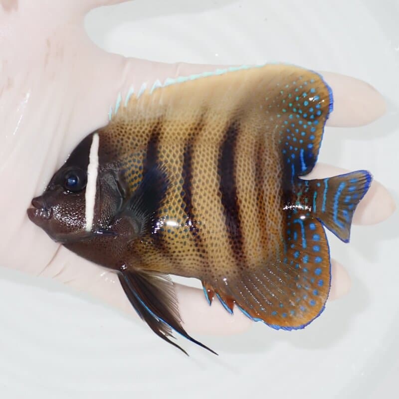 【現物441】ロクセンヤッコ 12cm± ! 海水魚 生体 15時までのご注文で当日発送