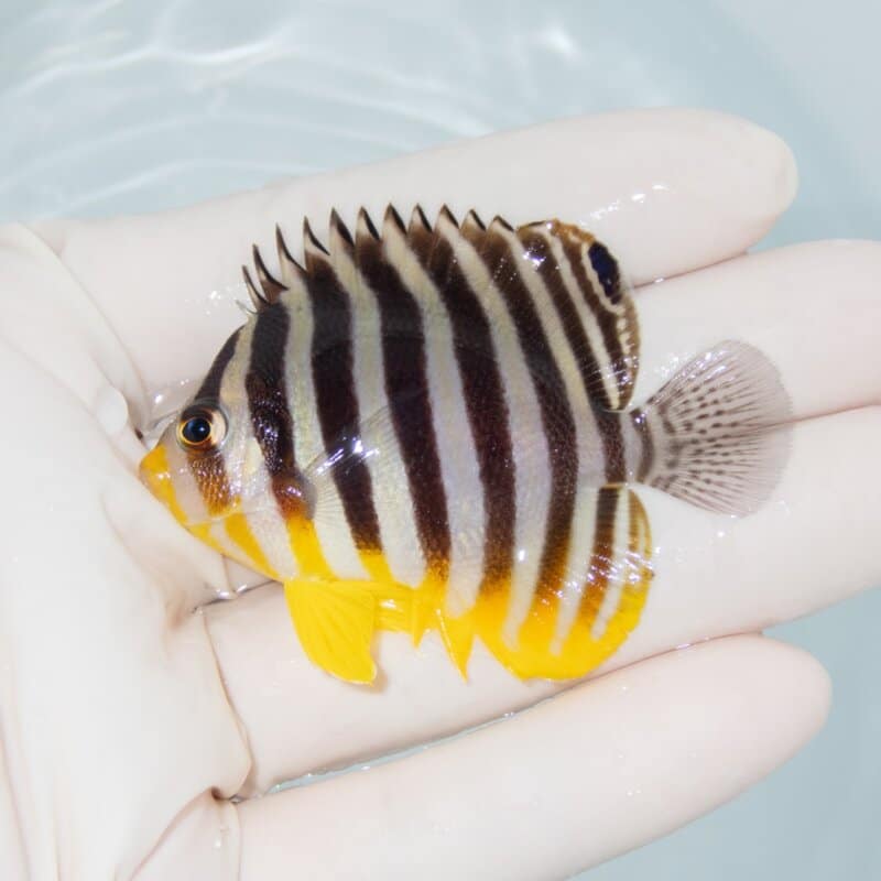 【現物483】シマヤッコ 6cm±! 海水魚 生体 15時までのご注文で当日発送