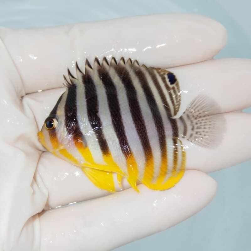 【現物484】シマヤッコ 5.7cm±! 海水魚 生体 15時までのご注文で当日発送