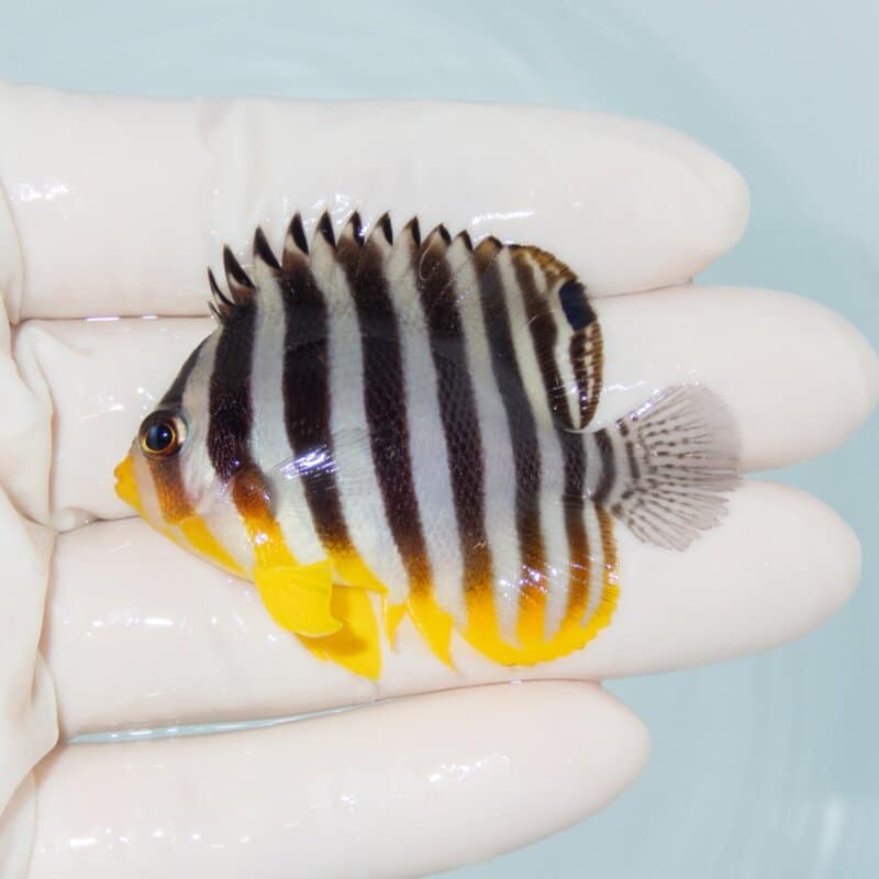 【現物485】シマヤッコ 5.5cm±! 海水魚 生体 15時までのご注文で当日発送