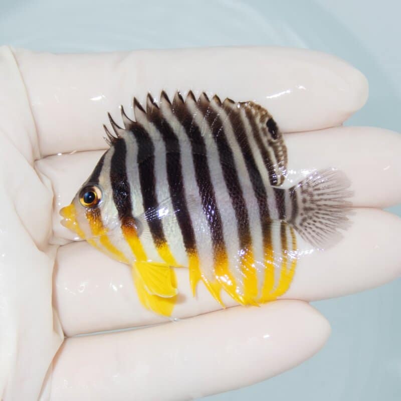 【現物486】シマヤッコ 5.5cm±! 海水魚 生体 15時までのご注文で当日発送