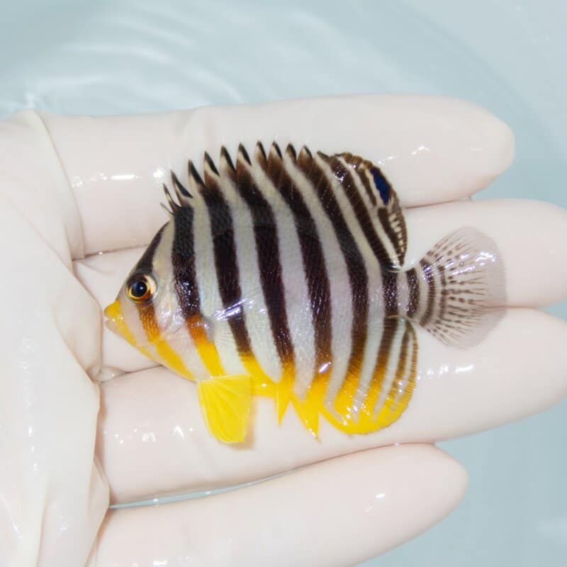【現物487】シマヤッコ 5.7cm±! 海水魚 生体 15時までのご注文で当日発送