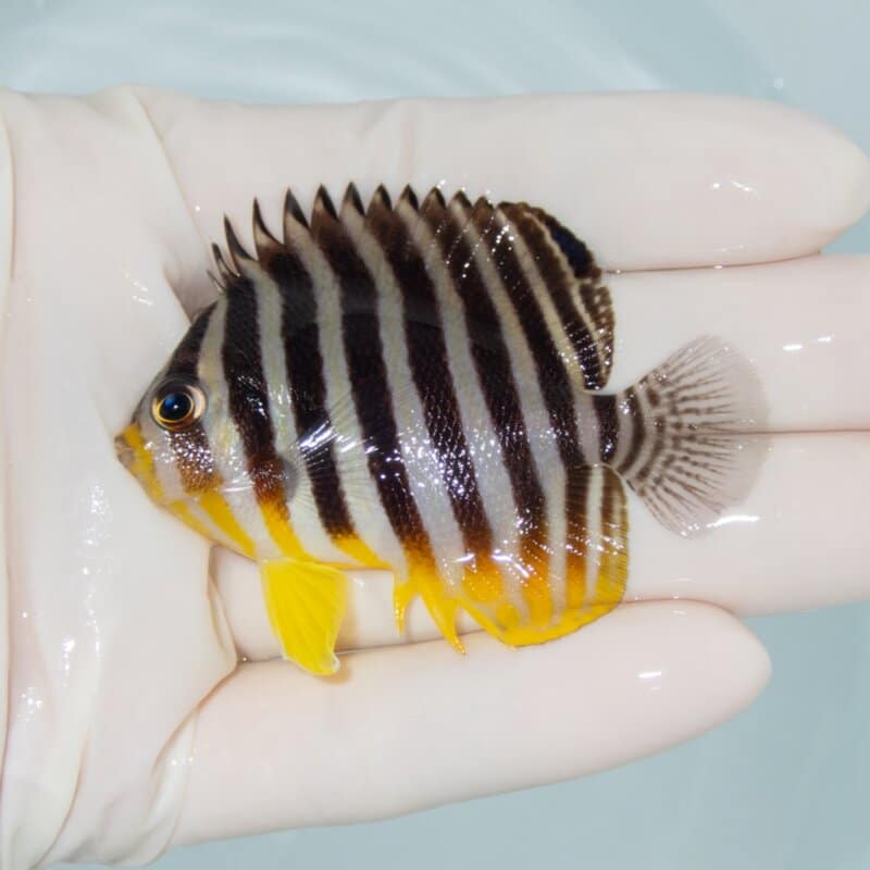 【現物488】シマヤッコ 6.5cm±! 海水魚 生体 15時までのご注文で当日発送