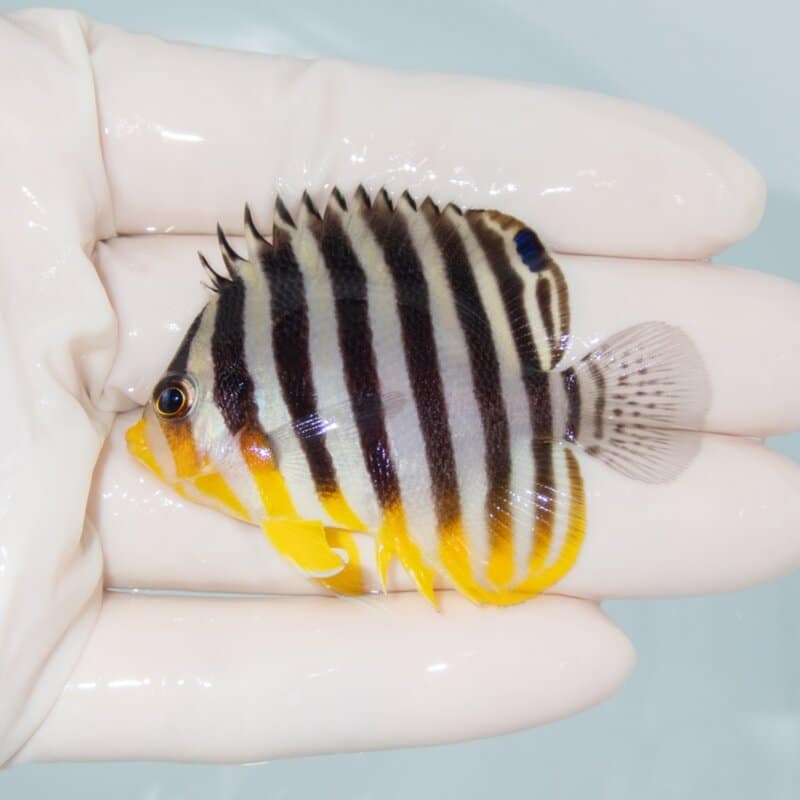 【現物489】シマヤッコ 5.5cm±! 海水魚 生体 15時までのご注文で当日発送