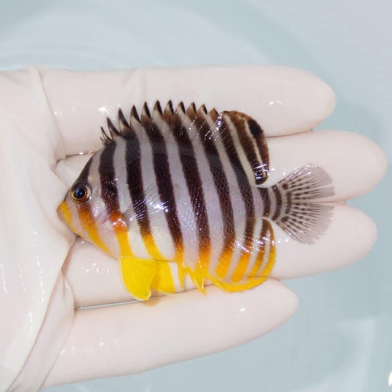 【現物490】シマヤッコ 6.5cm±! 海水魚 生体 15時までのご注文で当日発送