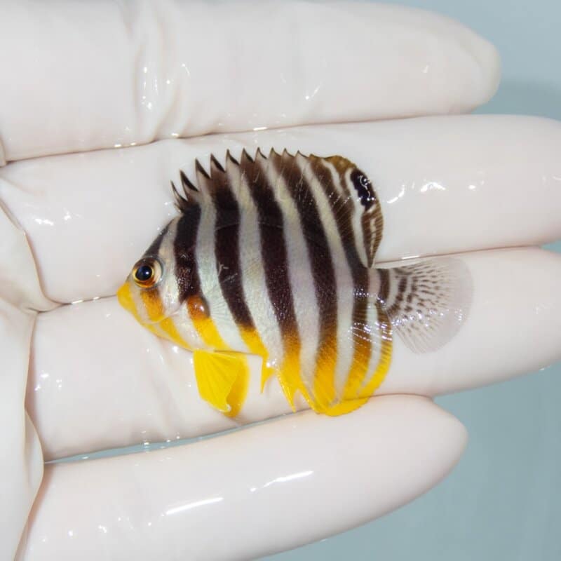 【現物491】シマヤッコ 4.3cm±! 海水魚 生体 15時までのご注文で当日発送