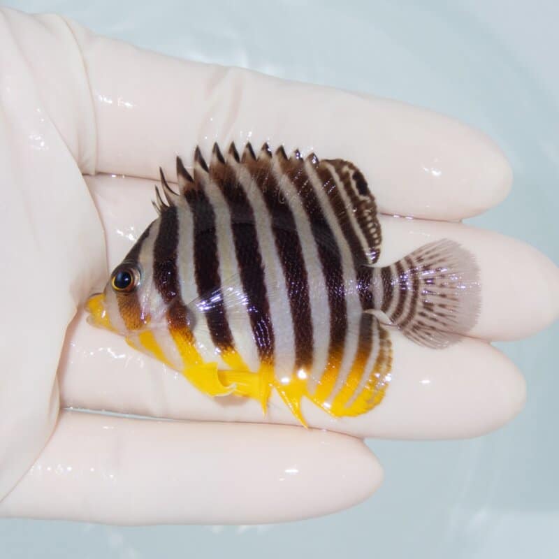 【現物492】シマヤッコ 6cm±! 海水魚 生体 15時までのご注文で当日発送