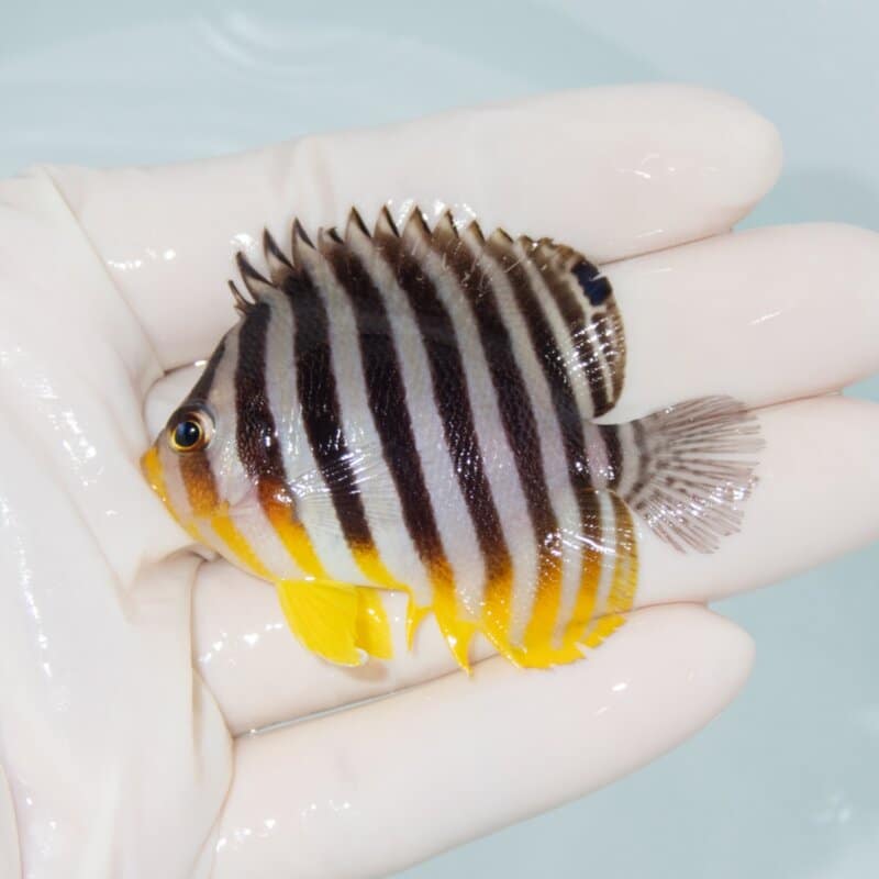 【現物493】シマヤッコ 6cm±! 海水魚 生体 15時までのご注文で当日発送