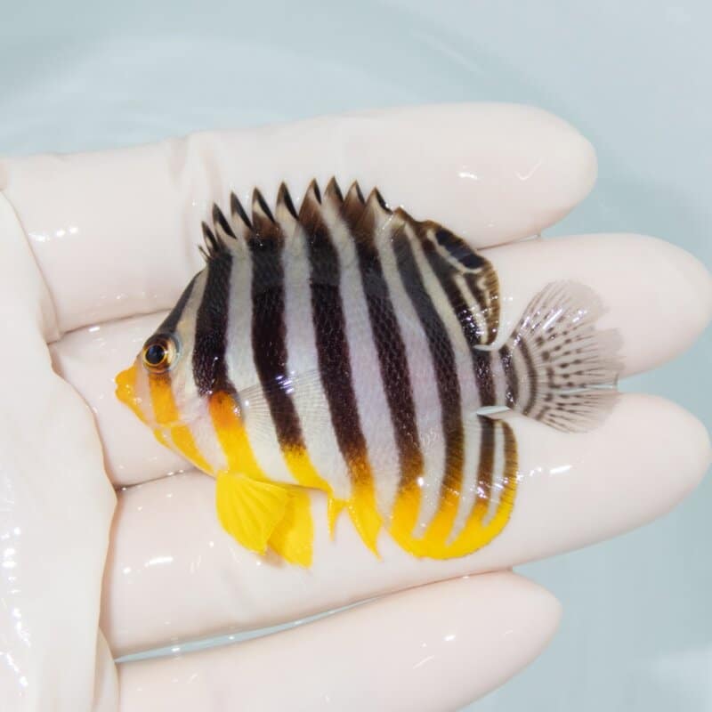 【現物494】シマヤッコ 5.7cm±! 海水魚 生体 15時までのご注文で当日発送