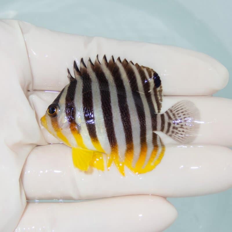 【現物496】シマヤッコ 5.2cm±! 海水魚 生体 15時までのご注文で当日発送