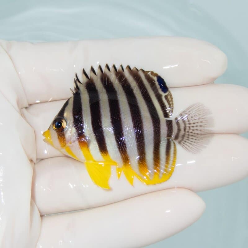 【現物497】シマヤッコ 5.2cm±! 海水魚 生体 15時までのご注文で当日発送