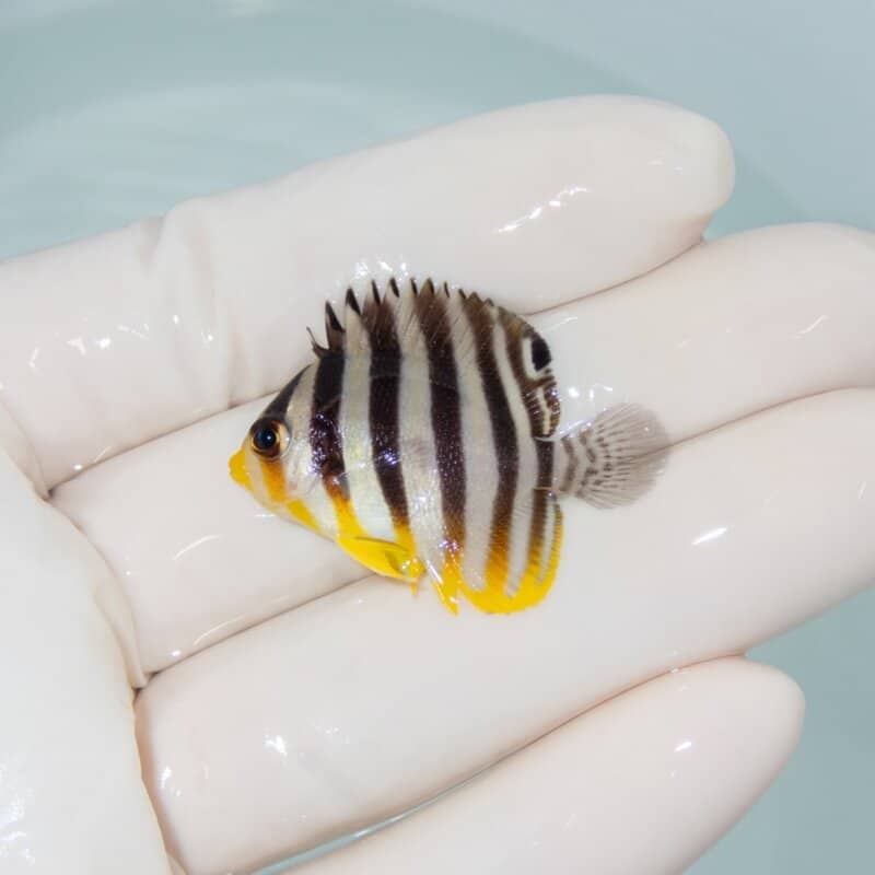 【現物498】シマヤッコ 3.5cm±! 海水魚 生体 15時までのご注文で当日発送