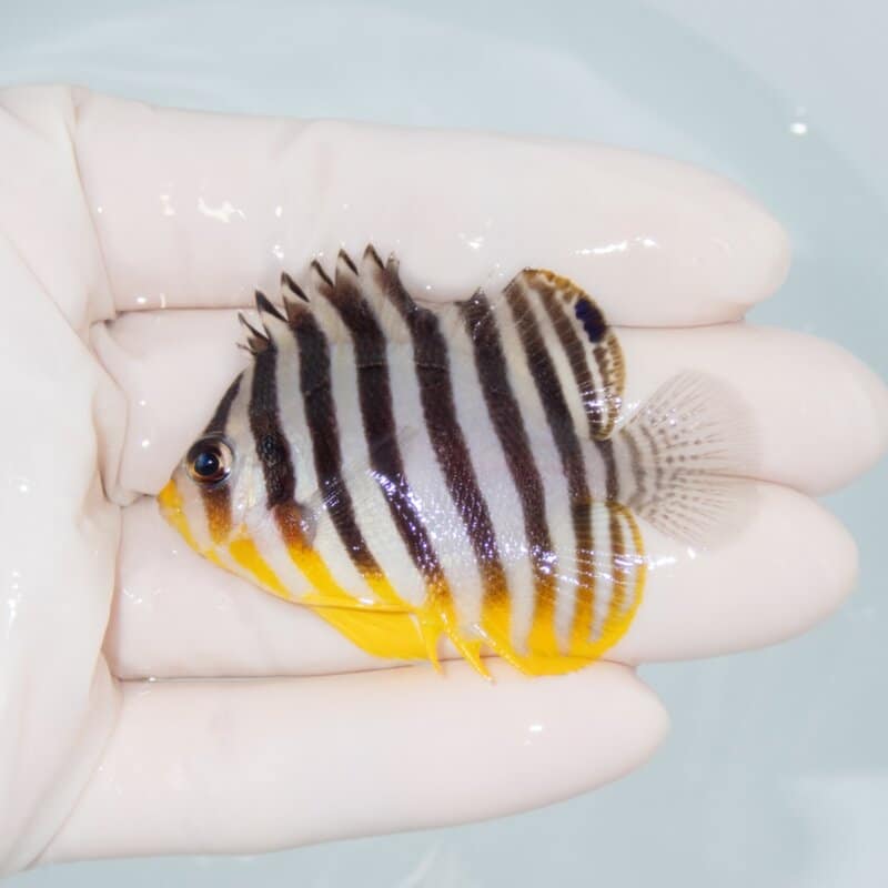 【現物499】背ビレ奇形 シマヤッコ 5.7cm±! 海水魚 生体 15時までのご注文で当日発送