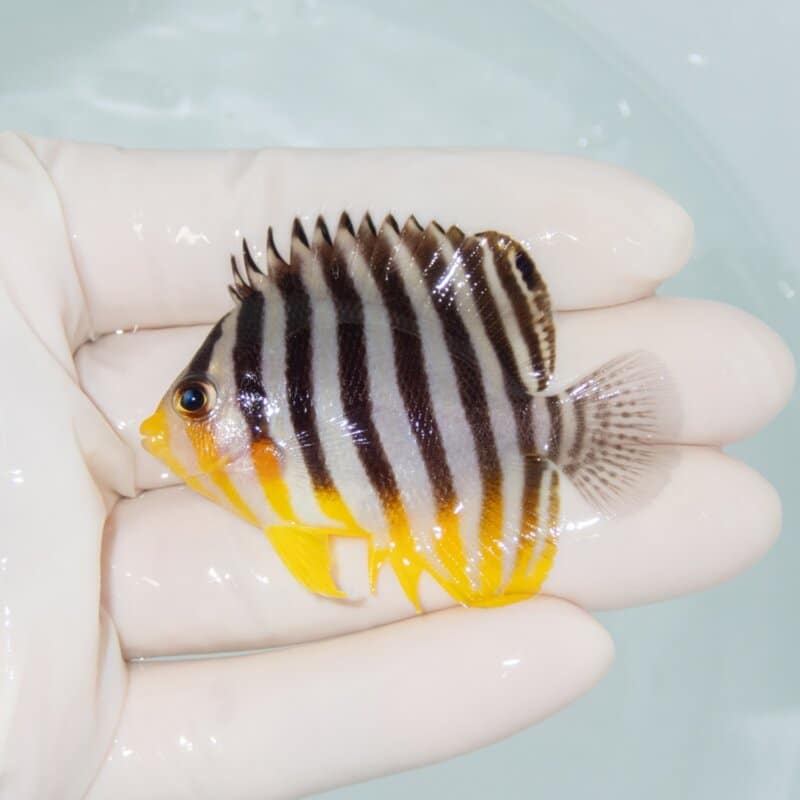 【現物500】シマヤッコ 5.5cm±! 海水魚 生体 15時までのご注文で当日発送