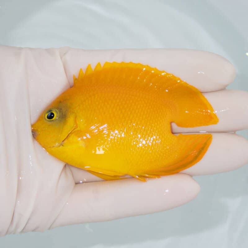 【現物501】ヘラルドヤッコ テールレス 7.5cm±!海水魚 ヤッコ 15時までのご注文で当日発送