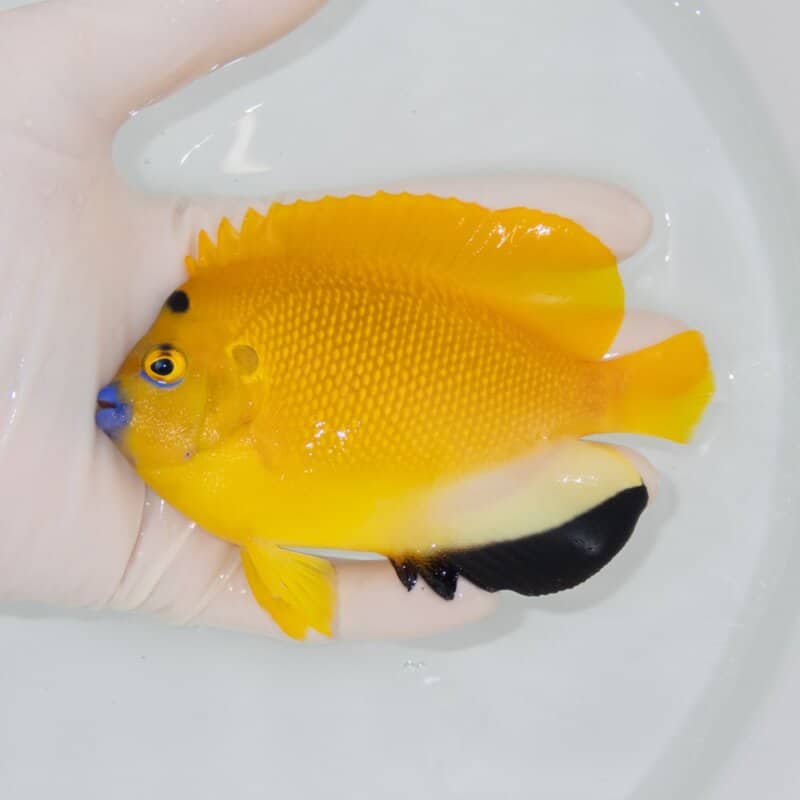 【現物502】シテンヤッコ 12cm±!海水魚 ヤッコ 15時までのご注文で当日発送