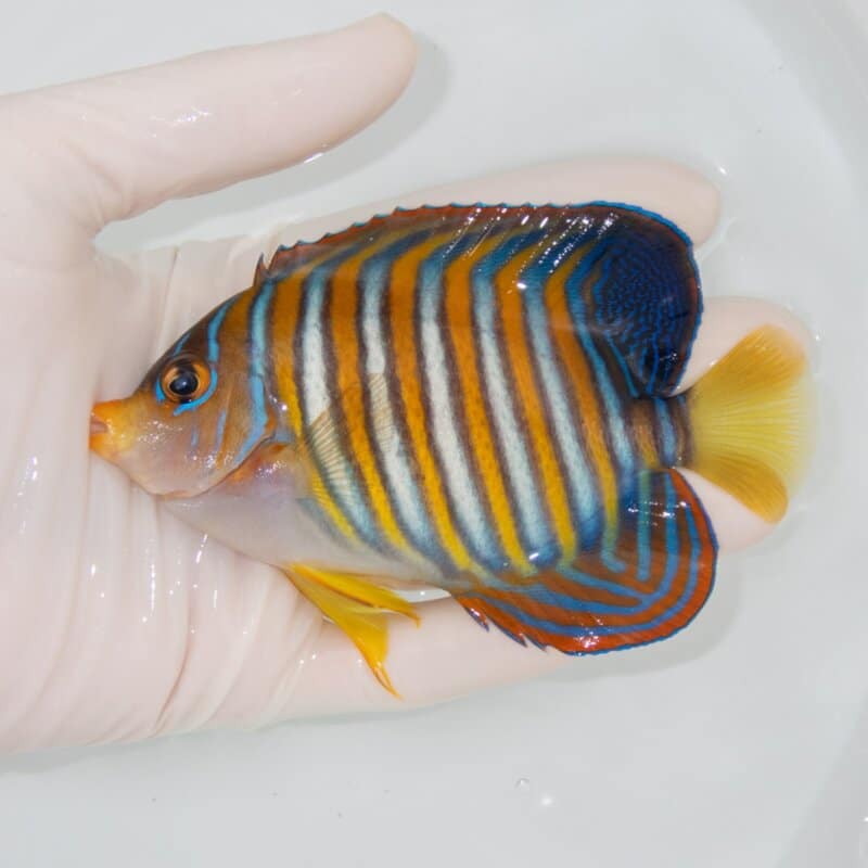 【現物503】ニシキヤッコ 11.5cm±! 海水魚 ヤッコ 15時までのご注文で当日発送