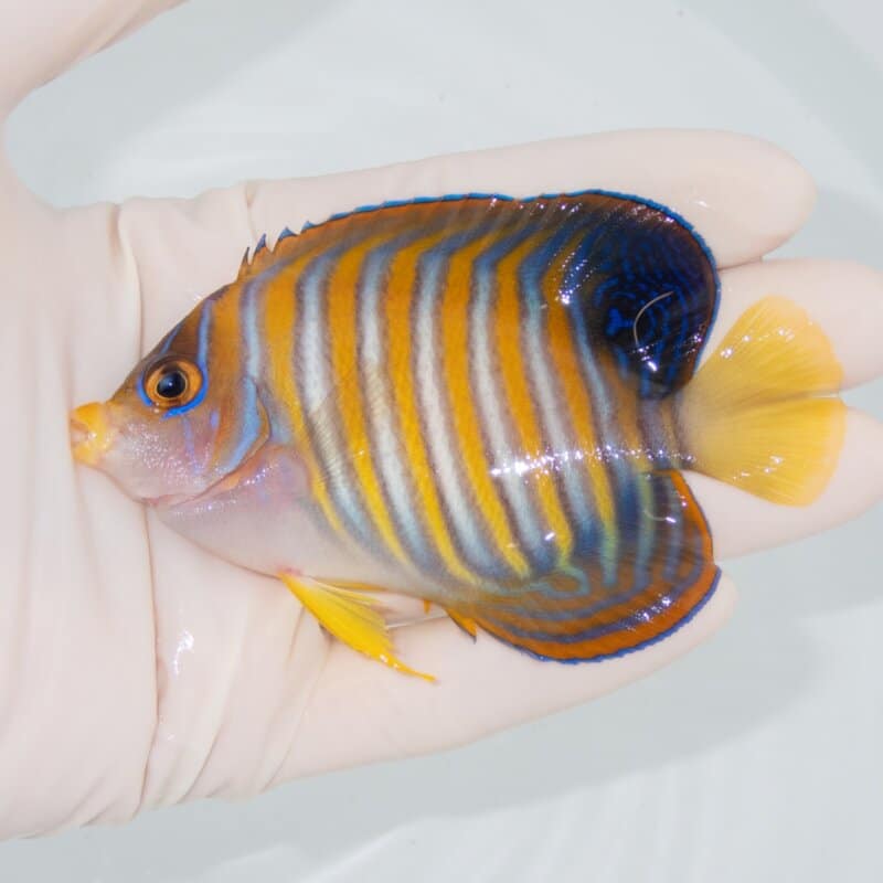 【現物504】ニシキヤッコ 9.5cm±! 海水魚 ヤッコ 15時までのご注文で当日発送
