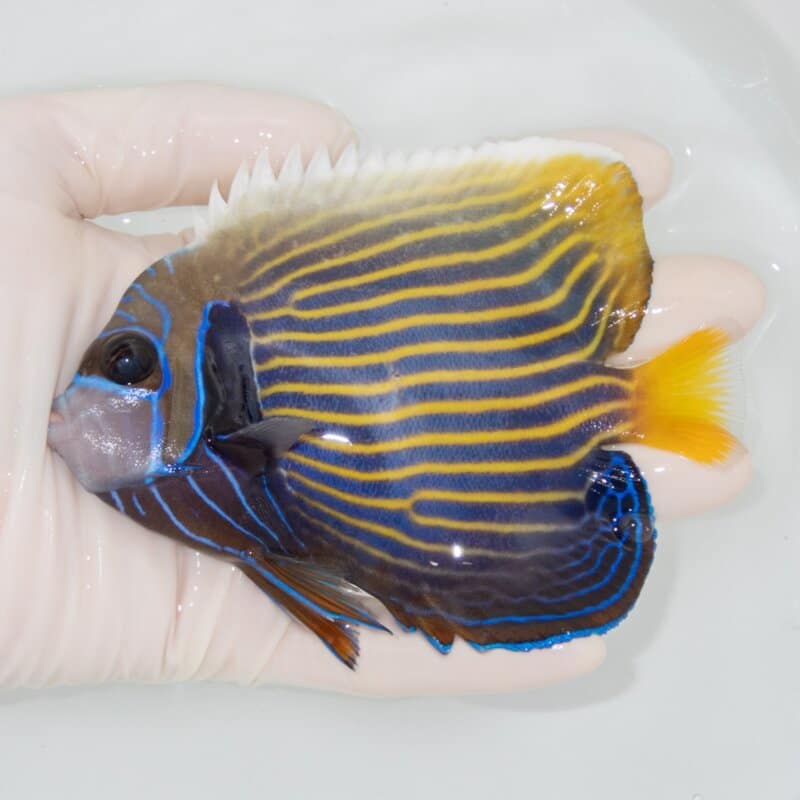 【現物505】タテジマキンチャクダイ 12.5cm±!海水魚 ヤッコ  15時までのご注文で当日発送