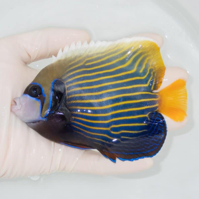 【現物506】タテジマキンチャクダイ 13cm±!海水魚 ヤッコ 15時までのご注文で当日発送