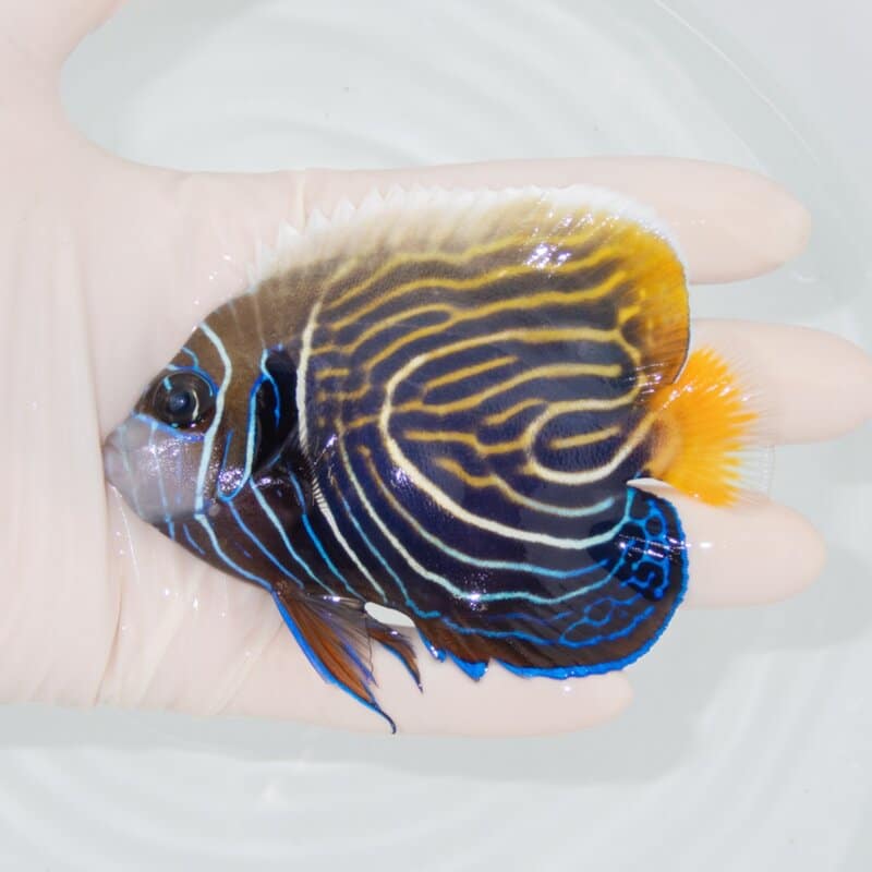 【現物507】ウズキン 10cm±!海水魚 ヤッコ  15時までのご注文で当日発送