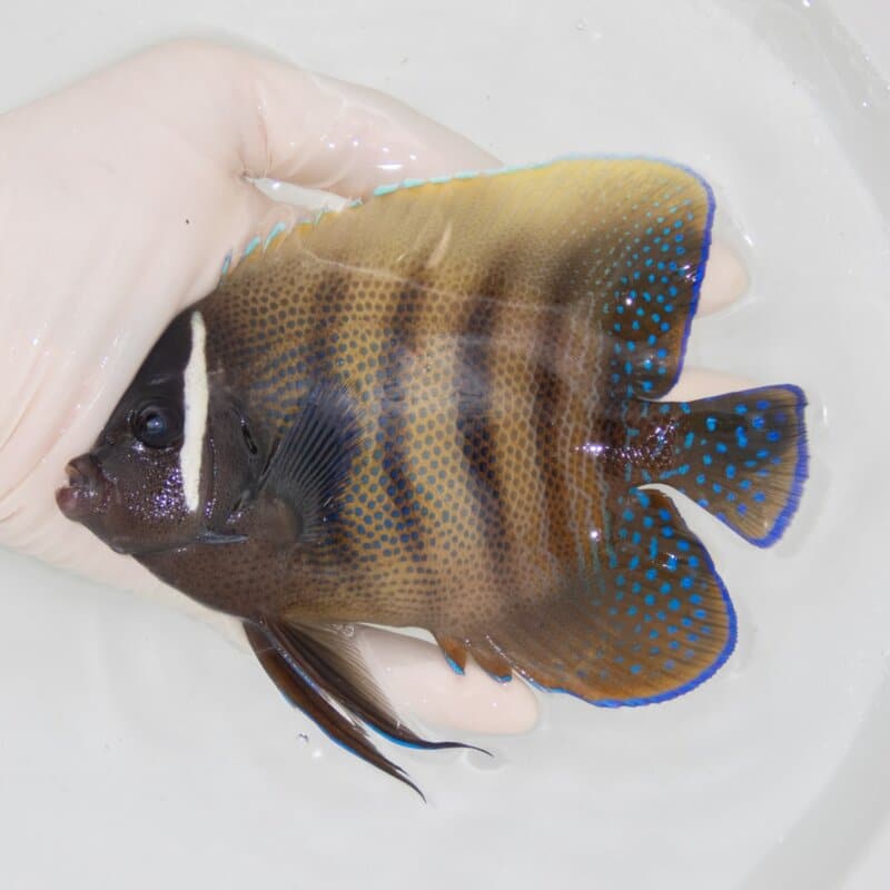 【現物508】ロクセンヤッコ 15cm!海水魚 ヤッコ 餌付け!15時までのご注文で当日発送