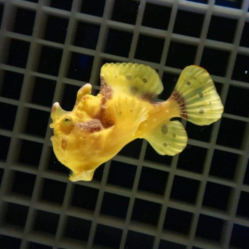 【現物509】クマドリカエルアンコウ 5.5cm! 海水魚 アンコウ 15時までのご注文で当日発送