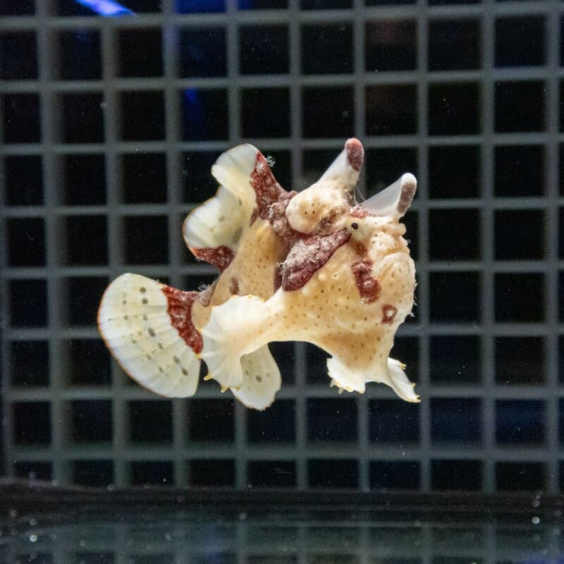 【現物510】クマドリカエルアンコウ 5.5cm± ! 海水魚 アンコウ 15時までのご注文で当日発送